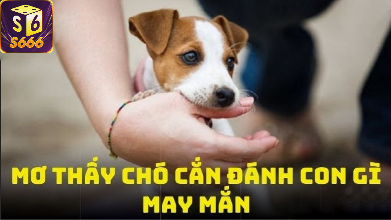 Sự ảnh hưởng của màu sắc chó đen trong giấc mơ đến con số may mắn