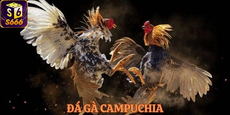 Ưu điểm và lợi ích khi tham gia cá cược đá gà Campuchia tại S666