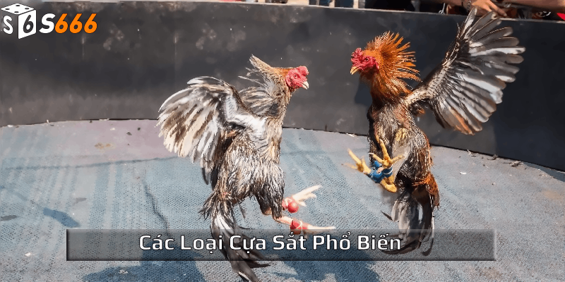 Các loại cựa sắt phổ biến